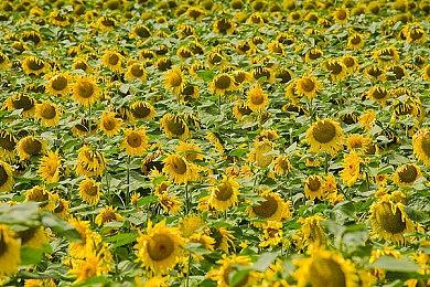 二战背景回合制战略游戏《无名利刃》现已正式推出 获多半好评